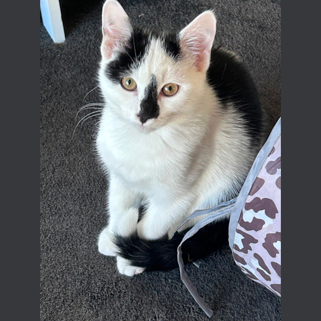 Photo of Skittles And Parkway 😸