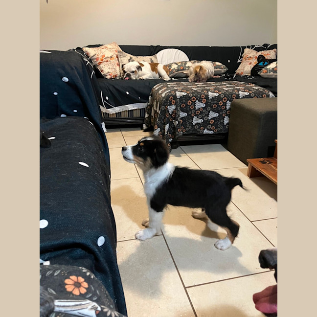 Photo of Toby (Pip)
