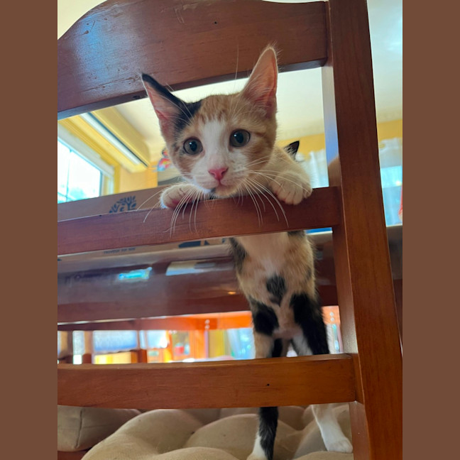 Photo of Pebbles & Carter