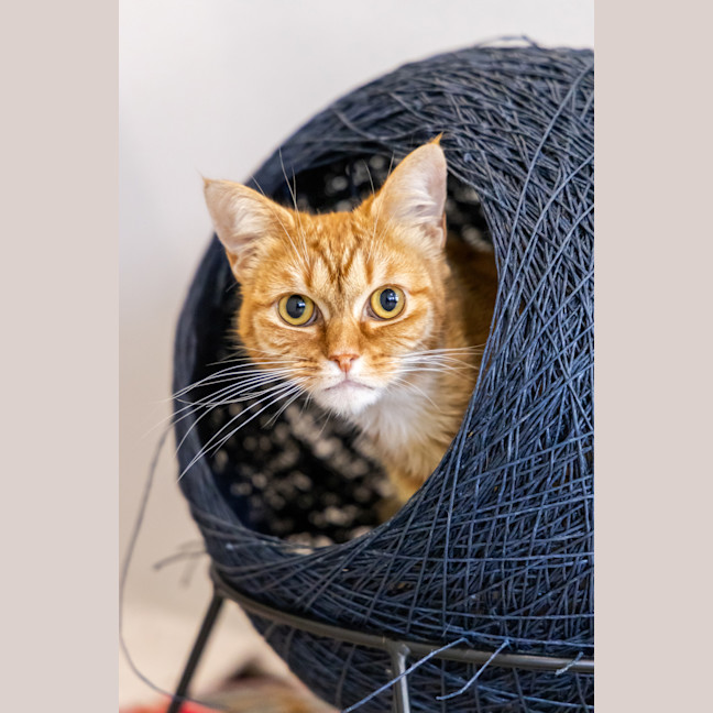 Photo of Doris The Librarian