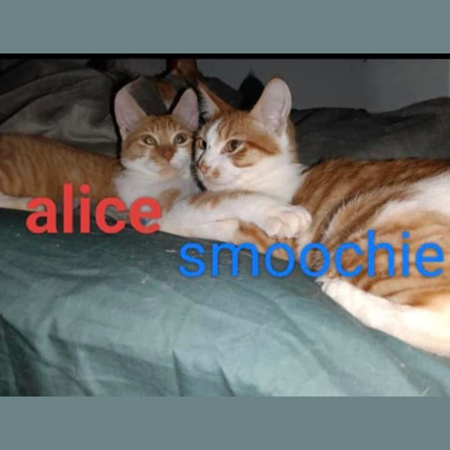 Photo of Smoochie