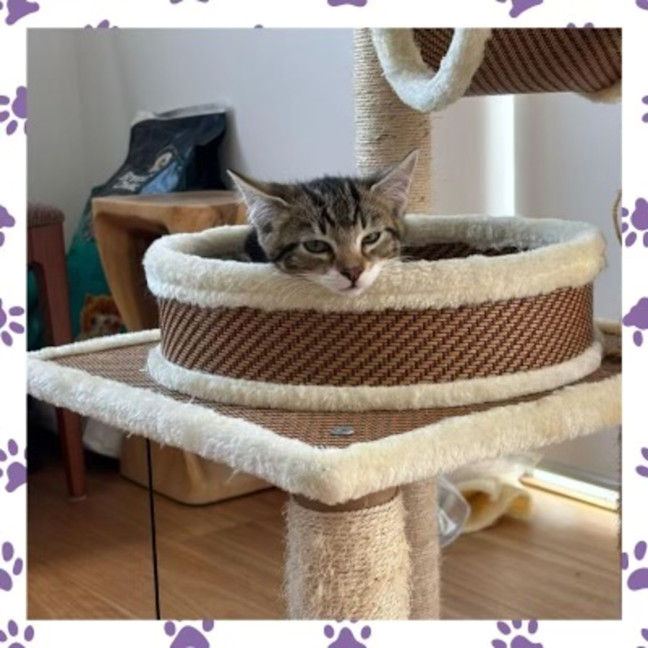 Photo of Violet