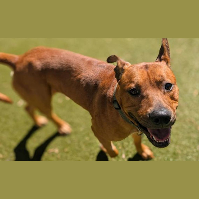 Photo of Milo