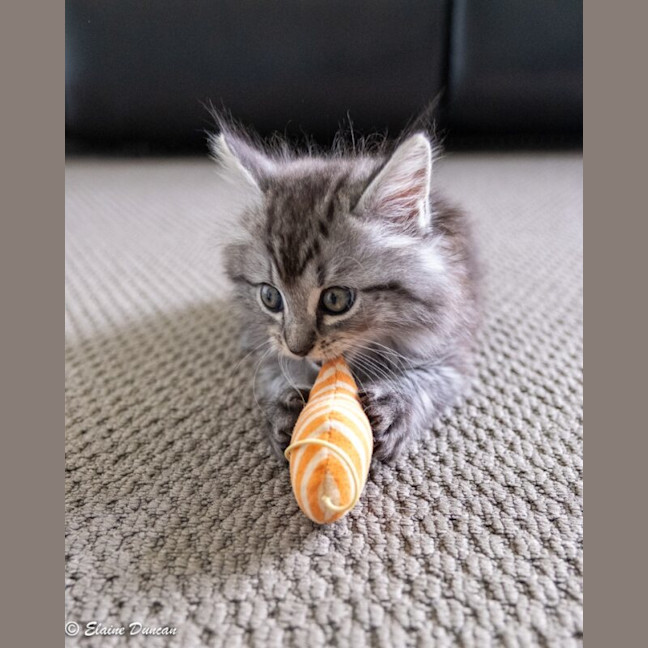 Photo of Dusty
