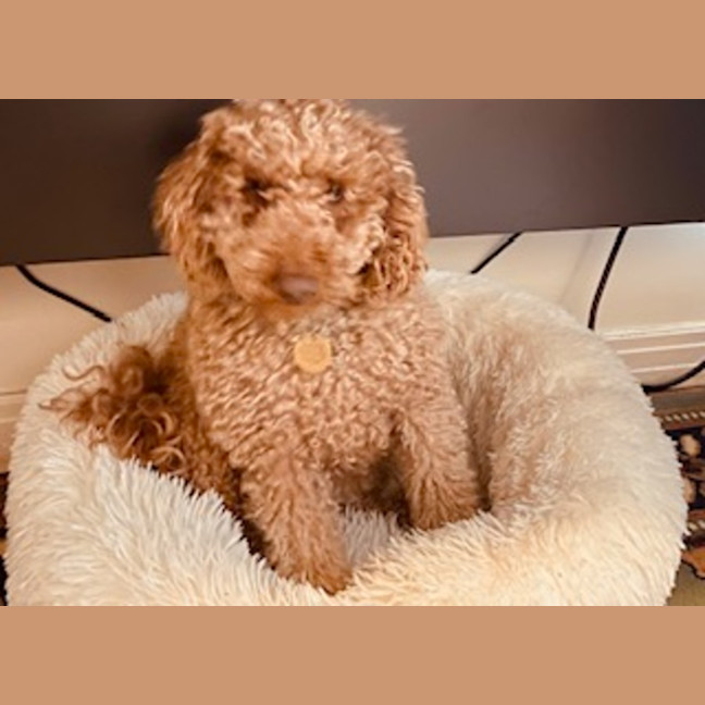 Photo of Holden