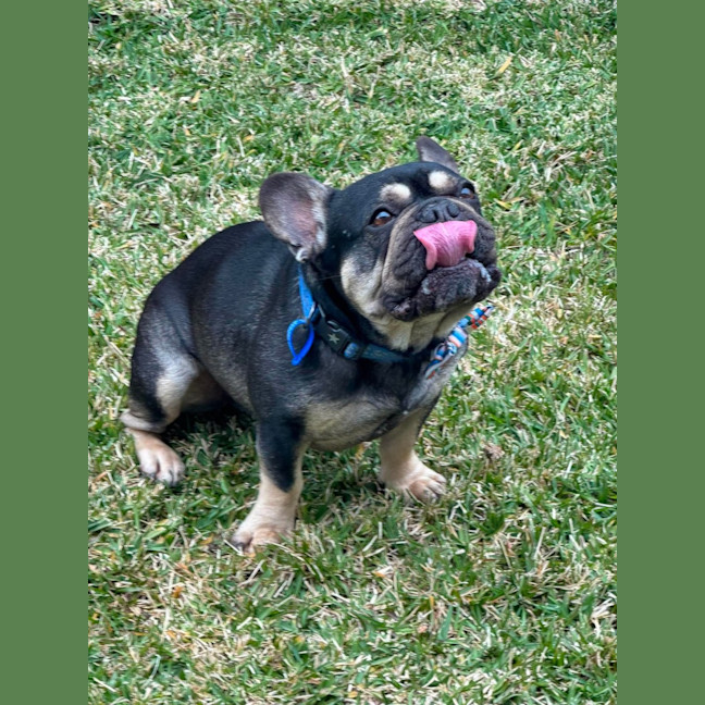 Photo of Pablo & Frankie    8 & 4 Yo French Bulldog