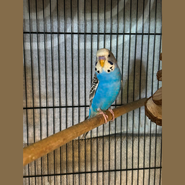 Photo of Blue 