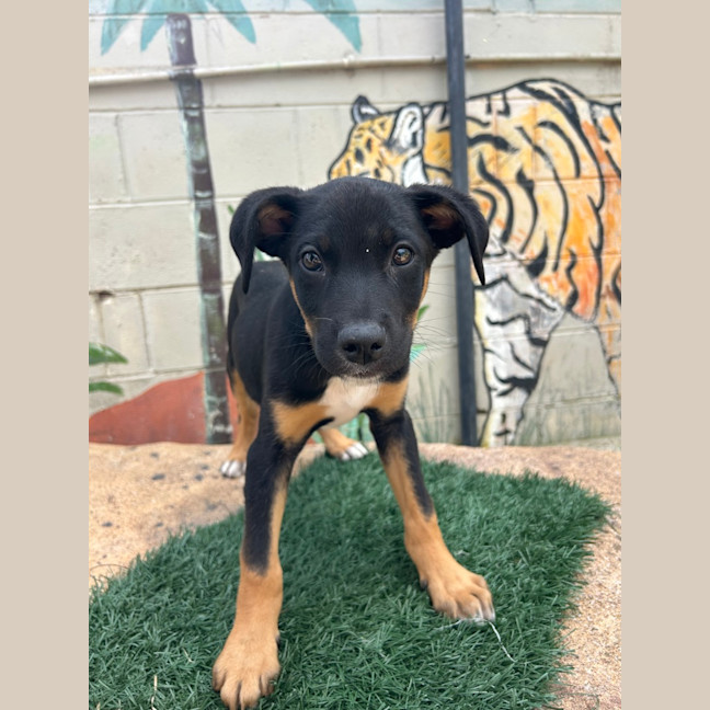 Photo of Roxy