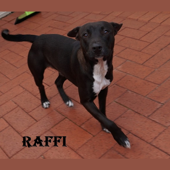Photo of Raffi