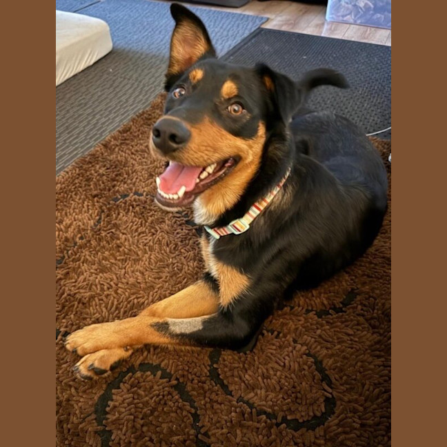 Photo of Albie