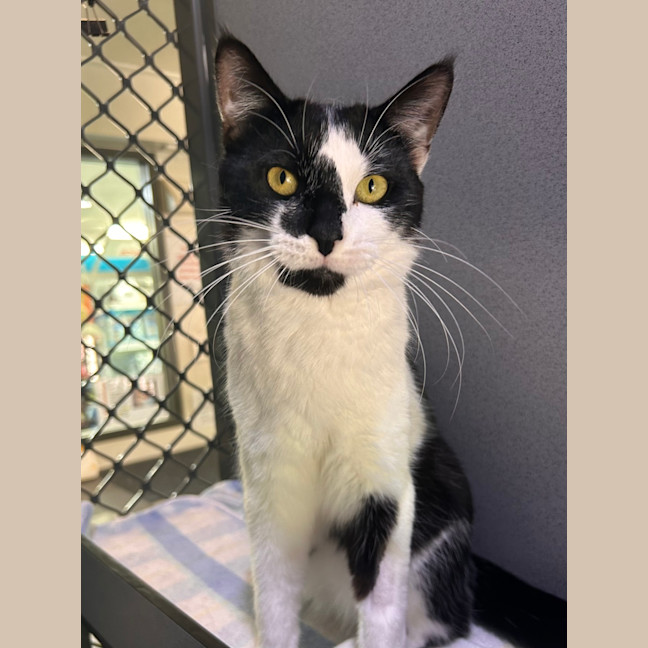 Photo of King Julian