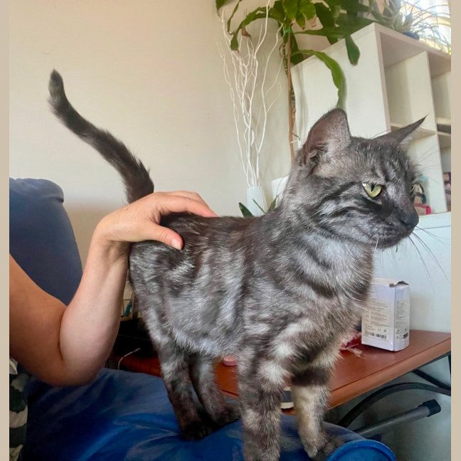 Photo of Nova