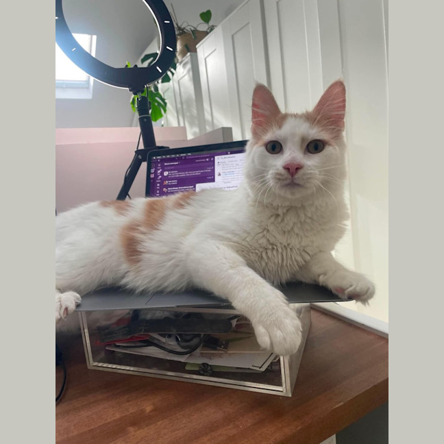 Photo of Mochi