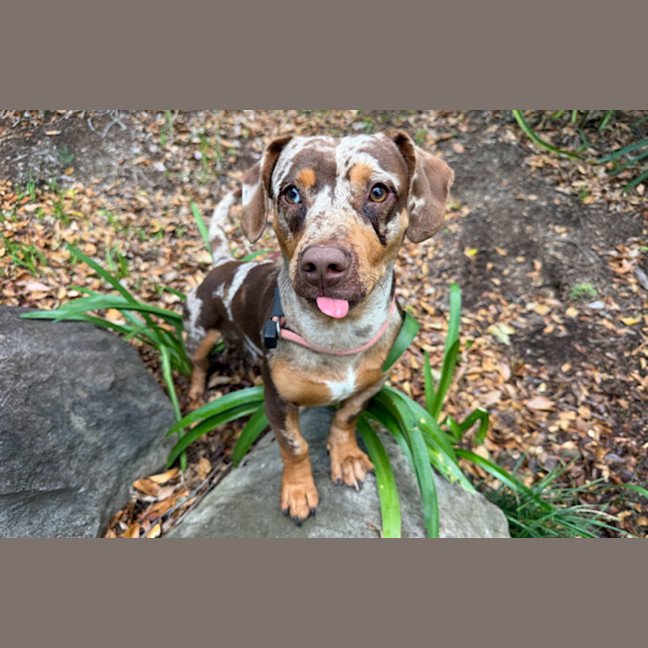 Photo of Beanie