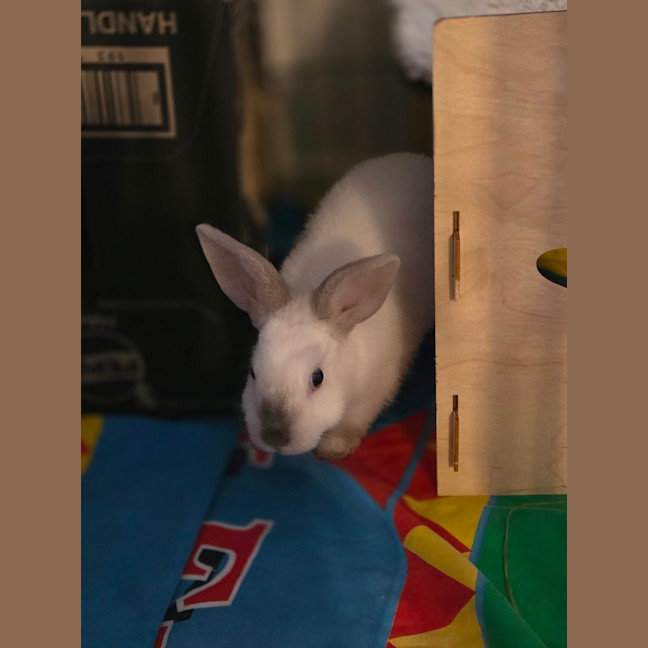 Photo of Kimchi & Kimmy