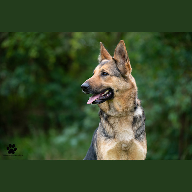 Photo of Sasha