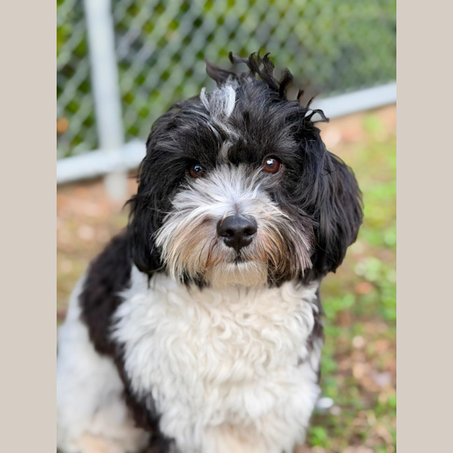 Photo of Snoopy