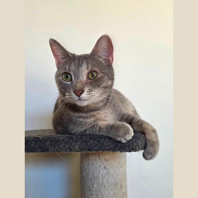 Photo of Boo 