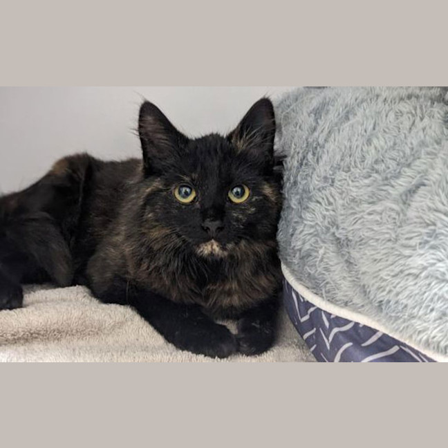 Photo of Persephone