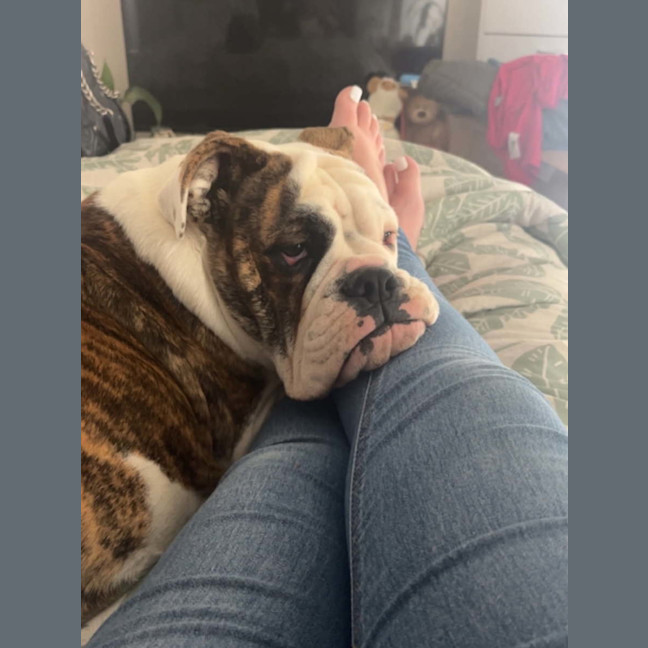 Photo of Meatball 🐶