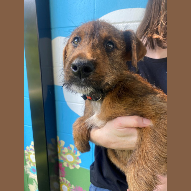 Photo of D1136 Jasper