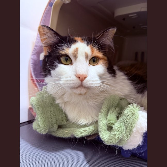 Photo of Ruby