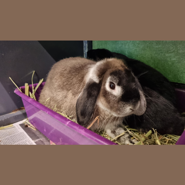 Photo of Charlie (Bonded With Max)