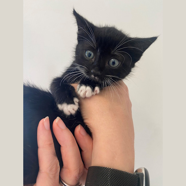 Photo of C1397 Charlie