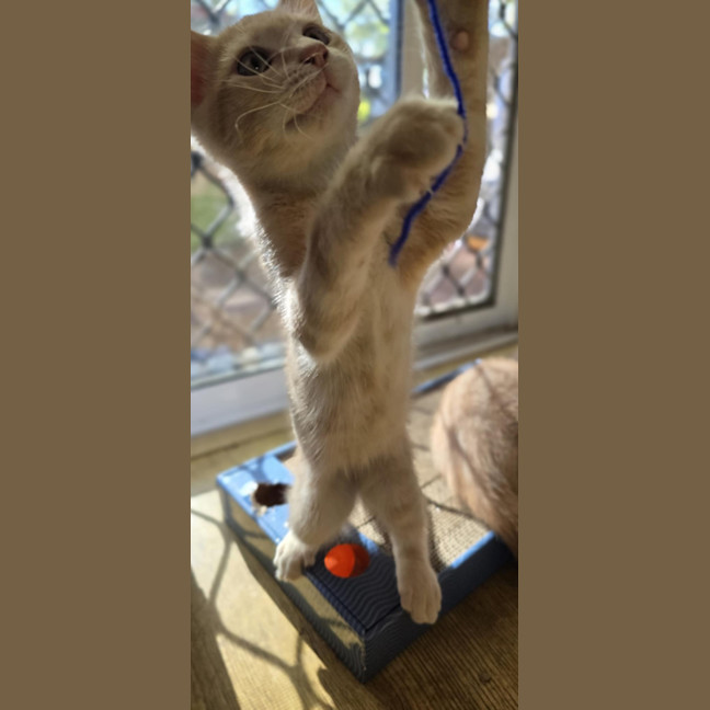 Photo of Simba