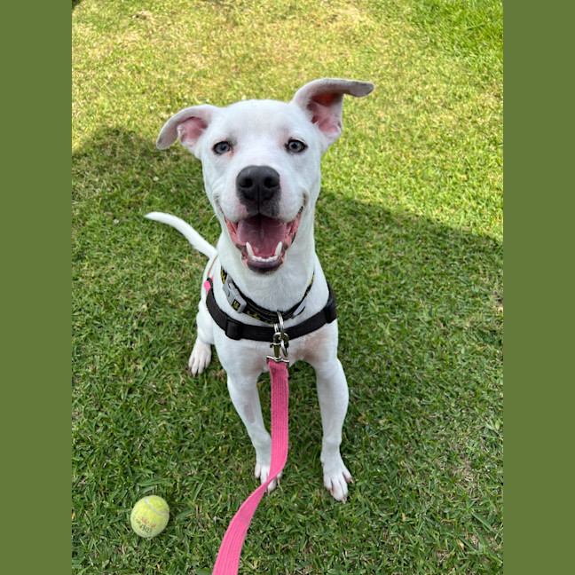 Photo of Spot