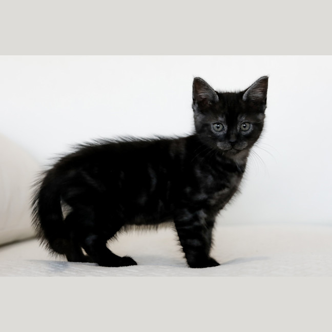 Photo of Barney
