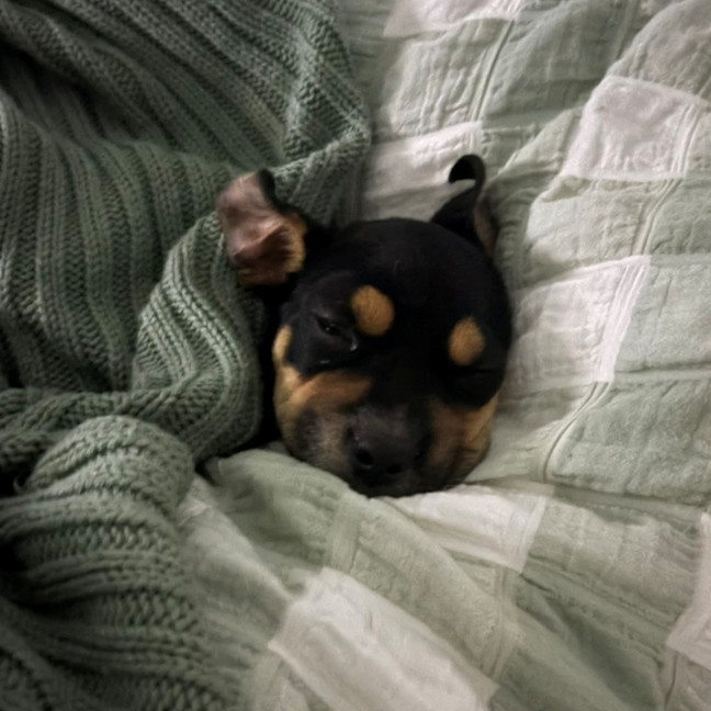 Photo of Maverick