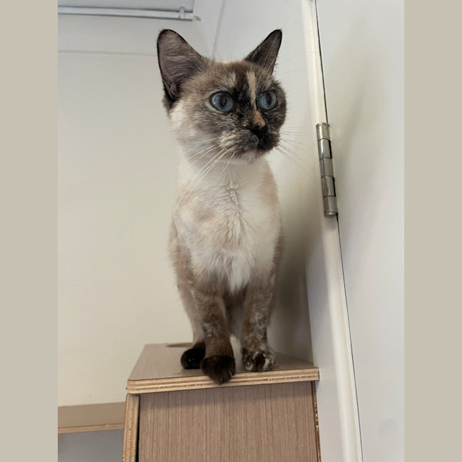 Photo of C1606 Bella