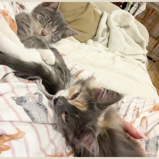 Photo of Twiggy & Tulip