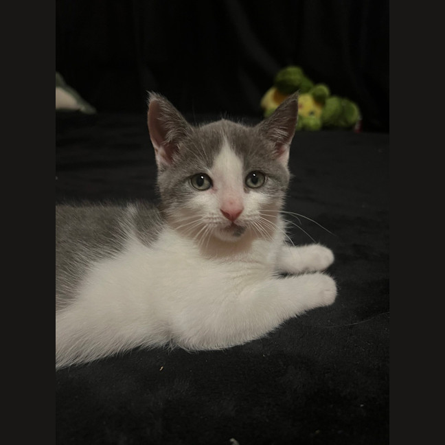 Photo of Spike