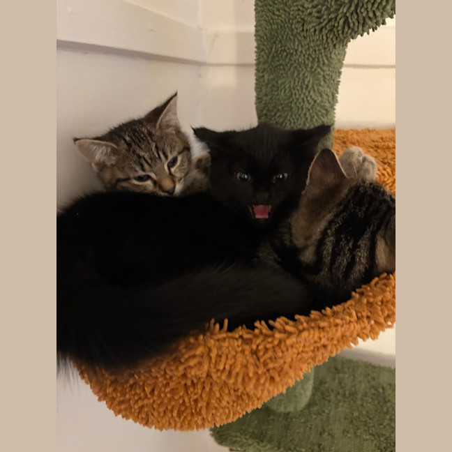 Photo of Jiji Mewell