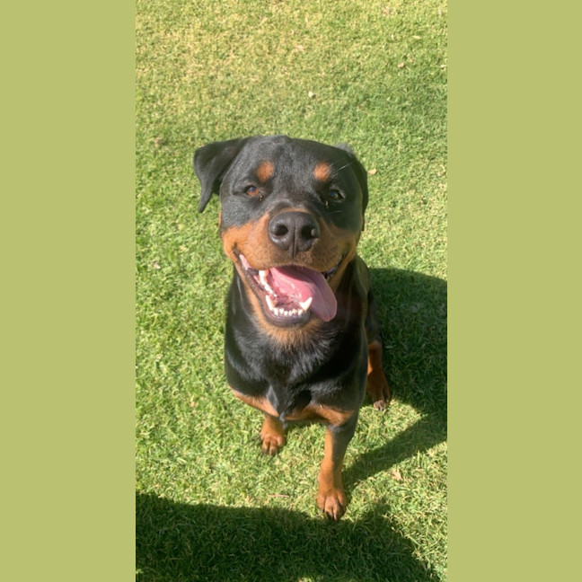 Photo of Bear