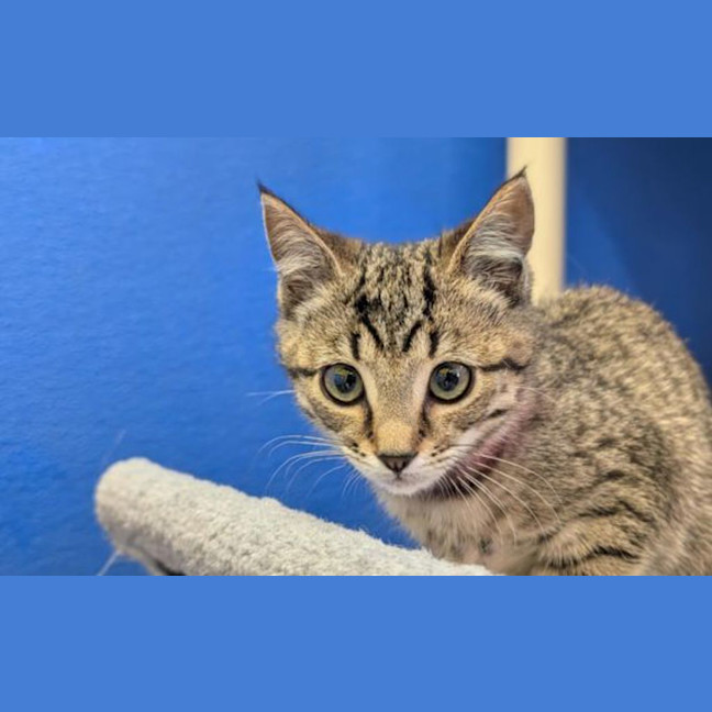 Photo of Pepper