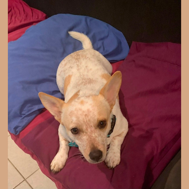 Photo of Rocco