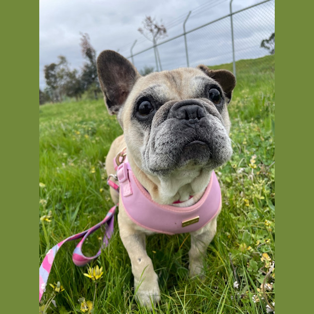 Photo of Cookie