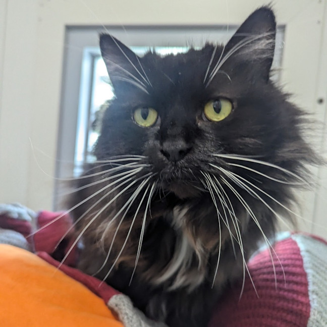 Photo of Lillith