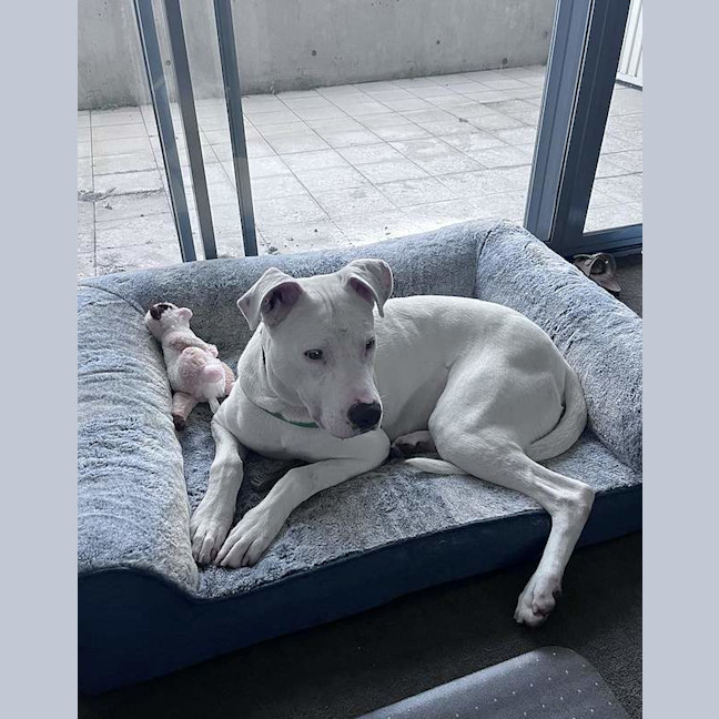 Photo of Benji