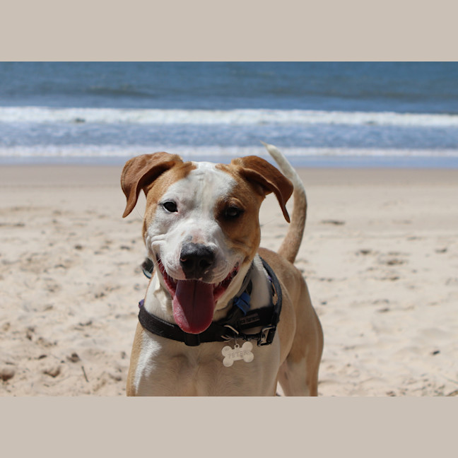 Photo of Digger