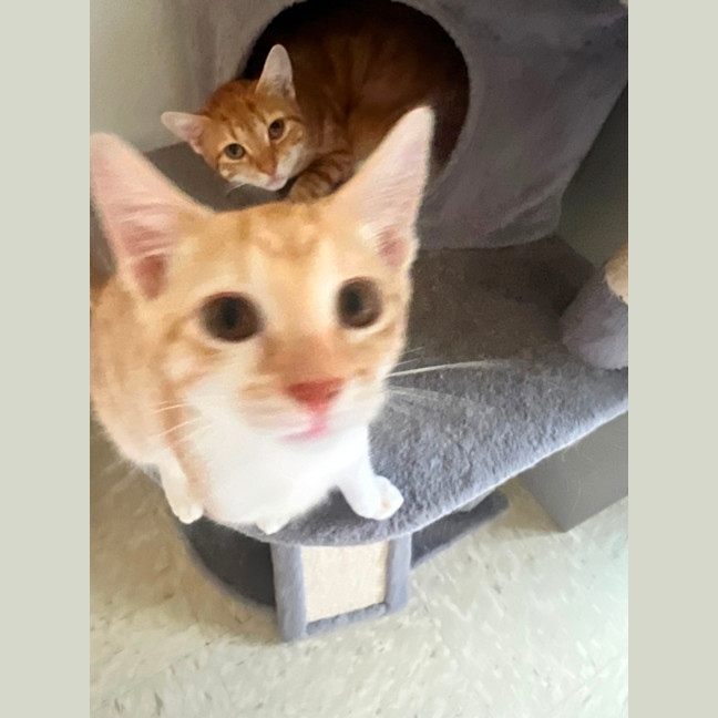 Photo of Beatrice & Pele