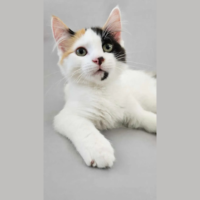 Photo of Bingo