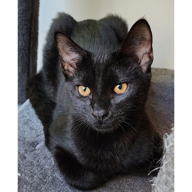 Photo of 13315   Nero