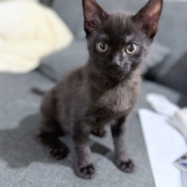 Photo of Nyx