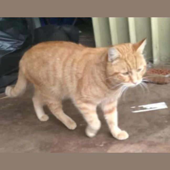 Photo of Garfield