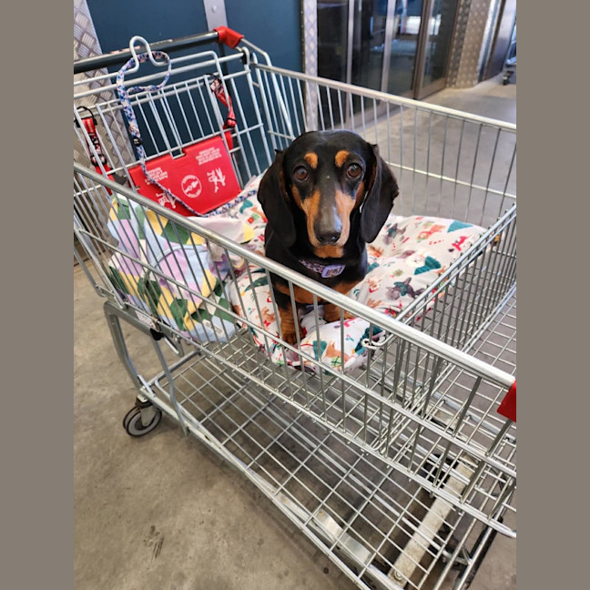 Photo of Tilly
