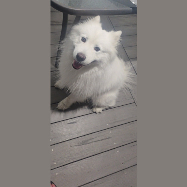Photo of Loki   5 Year Old Samoyed